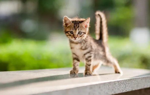 Картинка кошка, взгляд, свет, поза, серый, фон, плитка, малыш