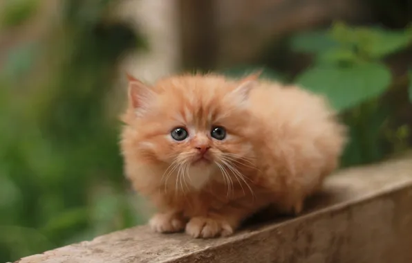 Кошка, взгляд, листья, природа, котенок, пушистый, рыжий, доска