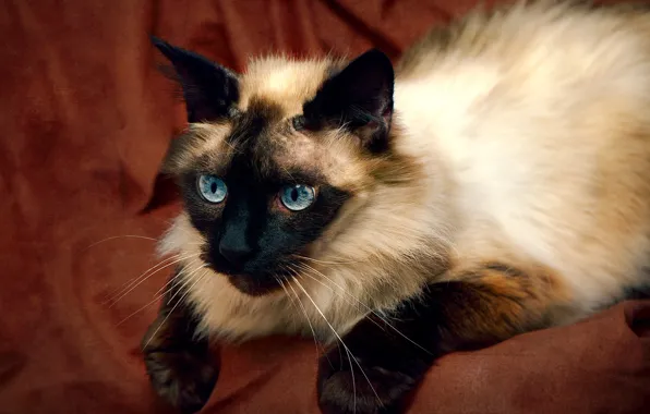 Картинка кошка, фон, красавица