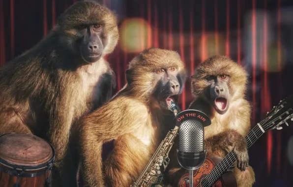 Картинка концерт, обезьяны, трио, выступление