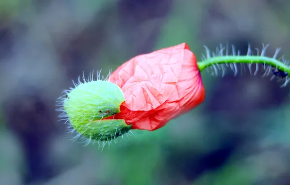 Red, flower, poppy