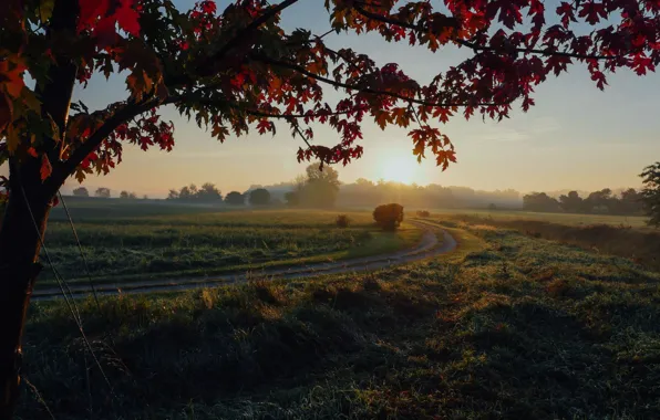 Картинка дорога, закат, листва, поля, вечер, простор, клен, road