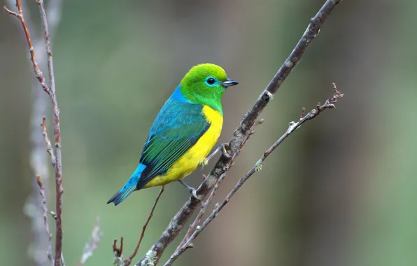 Blue, Green, Yellow, Bird, Branch, Saíra