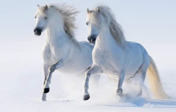 Картинка зима, снег, кони, лошади, бег, пара, аллюр
