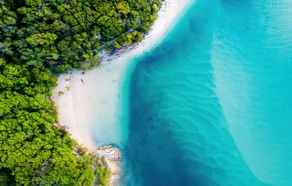 Картинка forest, beach, sea, nature, sand, tropics