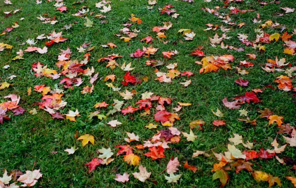 Осень, трава, листва