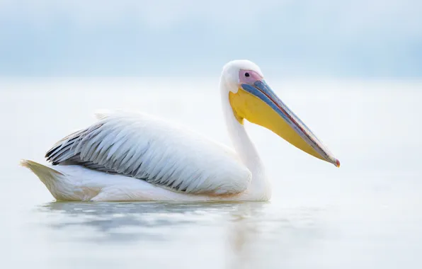 Lake, animal, pelican