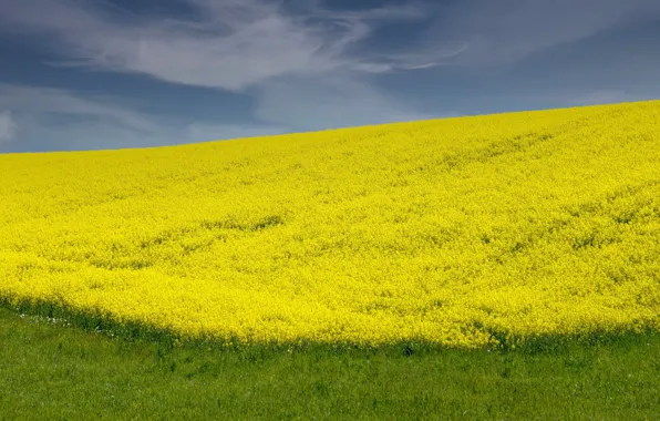 Поле, цветы, природа, весна, желтые, простор, рапс, рапсовое поле