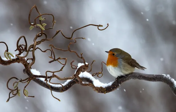 Картинка зима, снег, птица, ветка