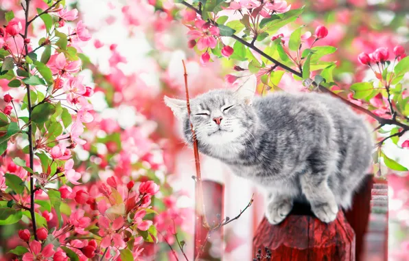 Кошка, кот, цветы, ветки, поза, котенок, серый, забор