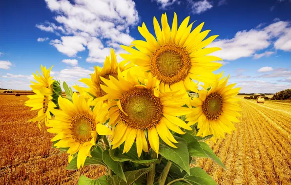 Поле, облака, цветы, природа, подсолнух, field, nature, flowers