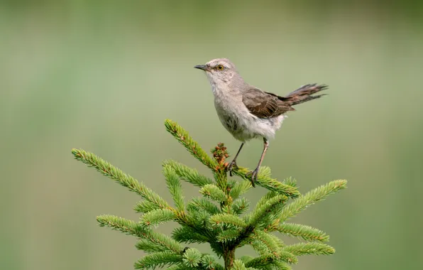 Ветка, птичка, фауна, northern mockingbird