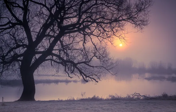 Картинка деревья, ночь, туман, река