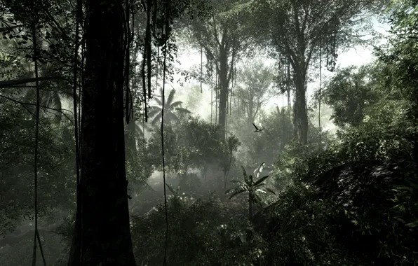 Картинка деревья, природа, влага, растения, джунгли, лианы, сельва, тропический лес