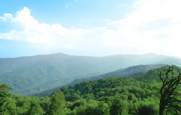 Sky, IRAN, Blue, Green, Tree, Mountain, Cloud, Forest