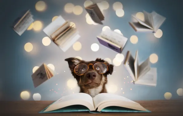 Картинка друг, книги, собака