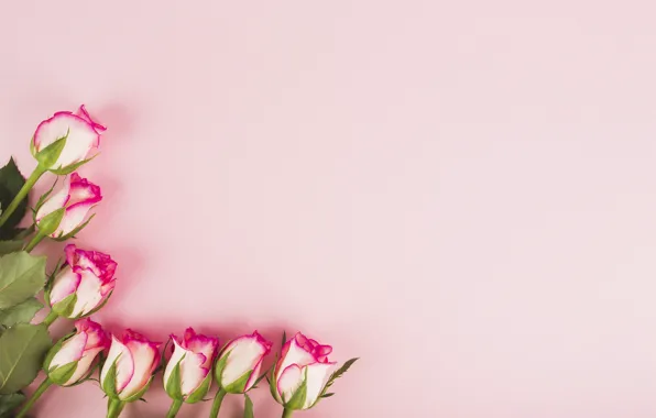 Цветы, фон, розы, бутоны