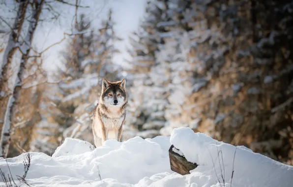 Картинка зима, лес, волк