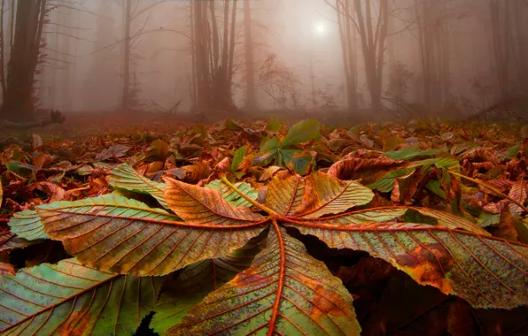 Картинка лес, листья, туман, Wild Scent