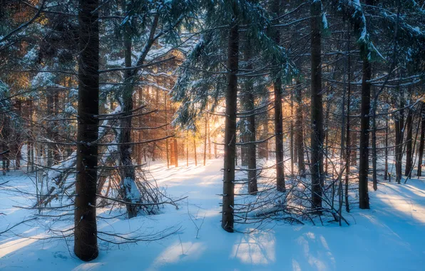 Forest, winter, cold