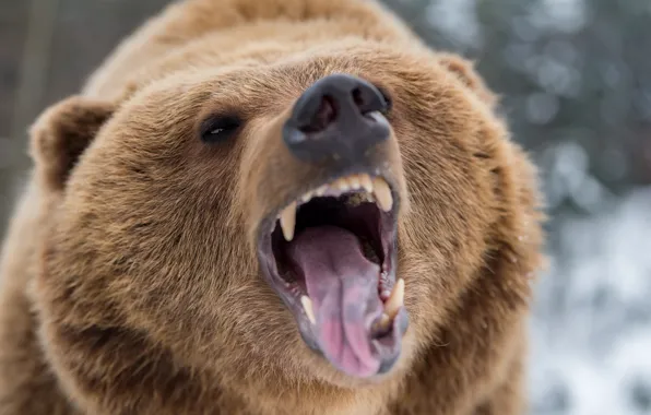 Bear, nature, Fury, teeth, aggressive