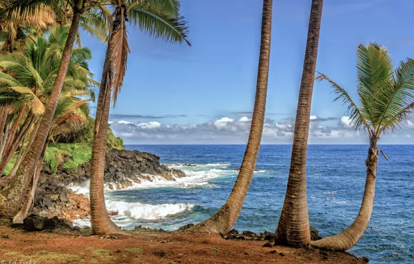Картинка море, небо, облака, пальмы, берег, Гавайи, США