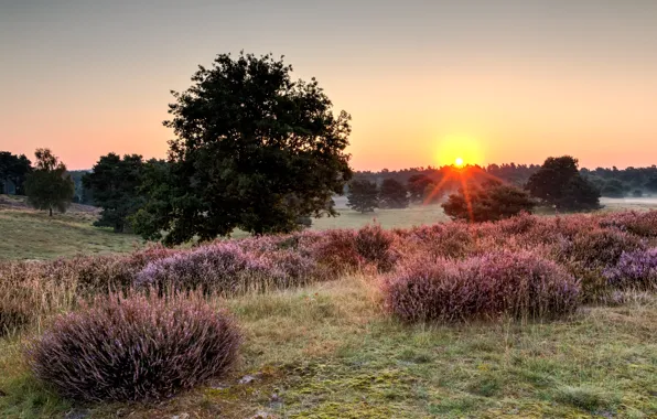 Картинка рассвет, утро, Германия, photographer, заповедник, Nordrhein-Westfalen, North Rhine-Westphalia, Dietmar Rabich