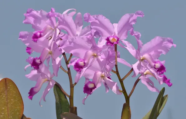 Картинка фото, Цветы, Фиолетовый, Орхидеи
