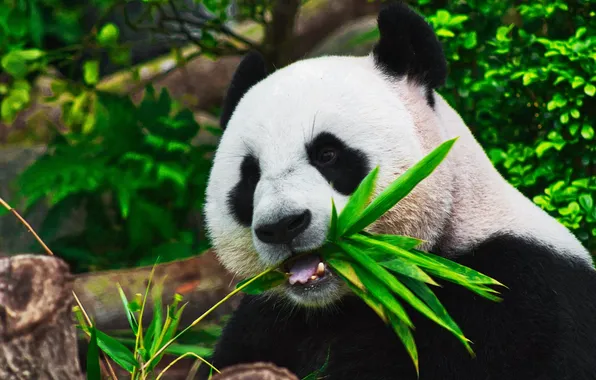 Bear, china, animal, wildlife, panda