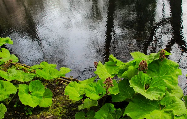 Water, park, plant, pond