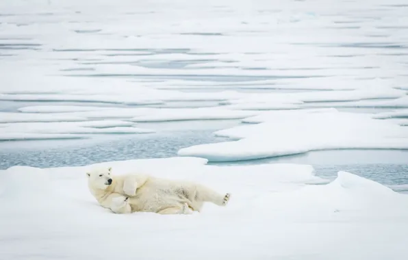 Bear, Polar, Sleepy