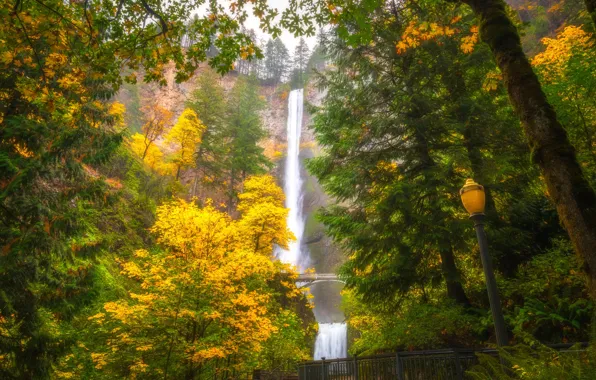 Tree, waterfalls, fall, oregon, during