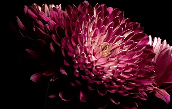 Цветы, природа, фон