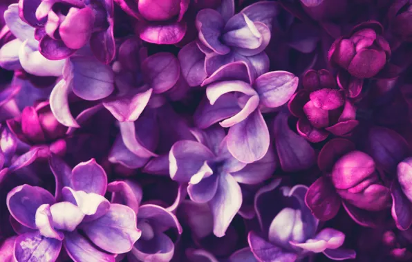 Картинка весна, цветение, blossom, flowers, сирень, spring, purple, lilac