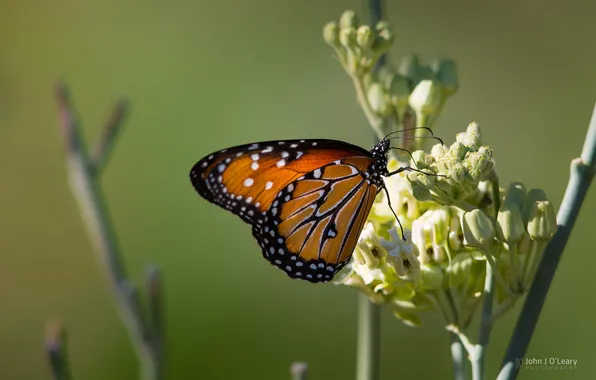 Цветок, фон, бабочка, крылья, photo by John J Oleary