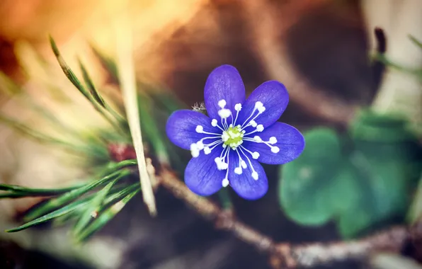 Картинка цветок, лепестки, синие