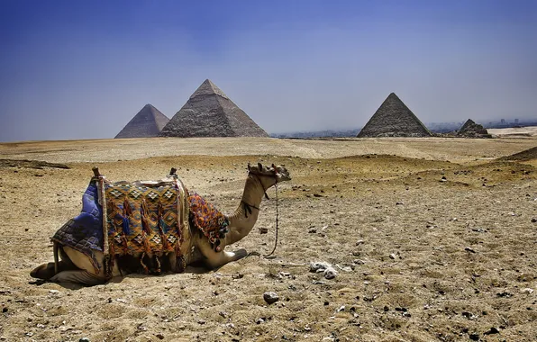 Картинка верблюд, Египет, пирамиды