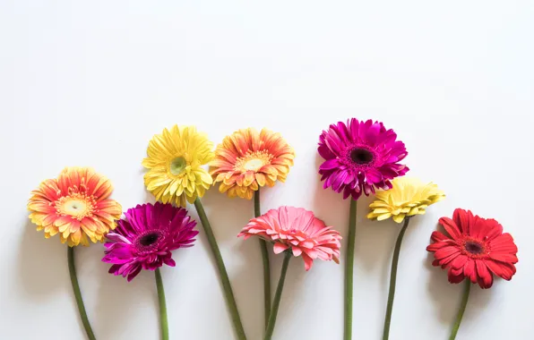 Картинка цветы, colorful, герберы, pink, flowers, spring, gerbera