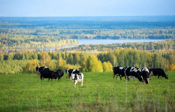 Поле, осень, лес, река, коровы, пастбище, стадо коров