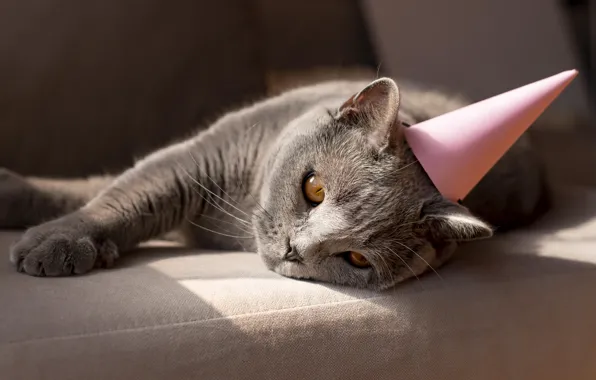 Кошка, кот, колпак