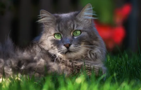 Зелень, кошка, трава, кот, взгляд, морда, свет, серый