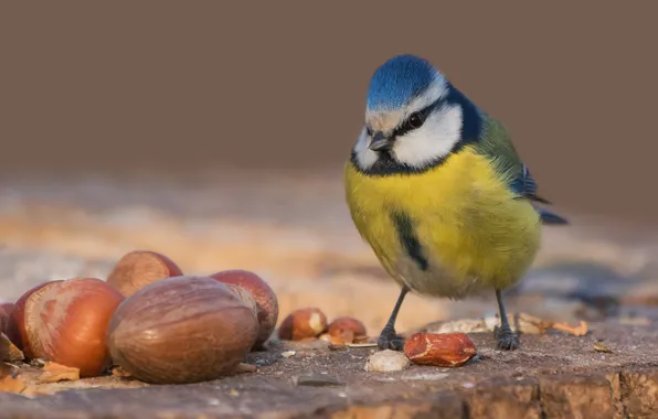 Птица, орехи, синица, лазоревка