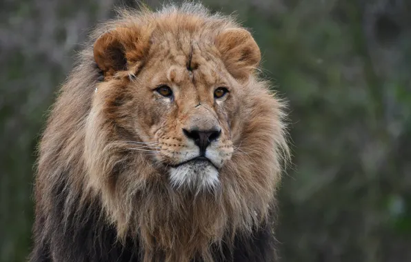 Кот, Лев, Грива, Животное