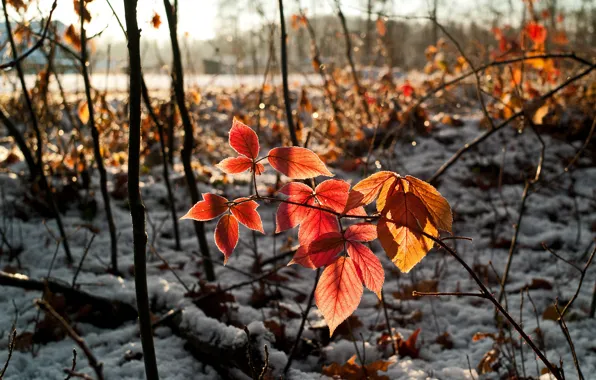 Картинка осень, небо, листья, снег, ветка