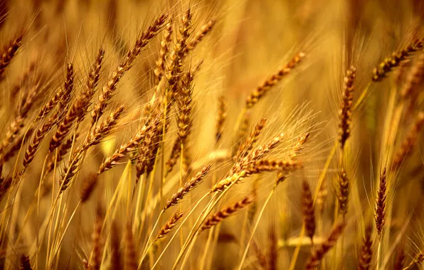 Картинка пшеница, поле, макро, фон, обои, рожь, wallpaper, широкоформатные