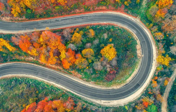 Дорога, осень, лес, деревья, природа, парк, вид, высота