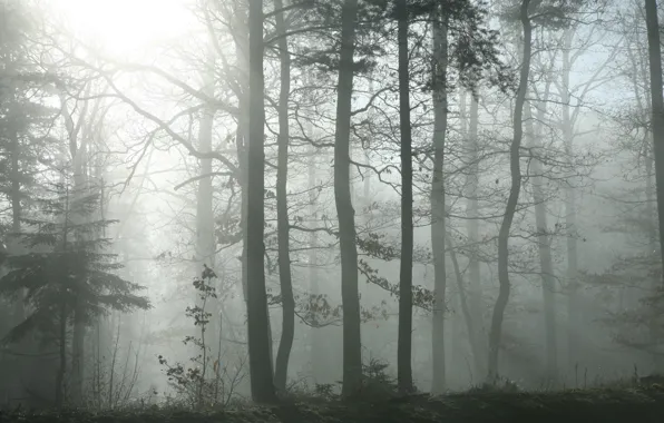 Картинка лес, солнце, деревья, природа, туман