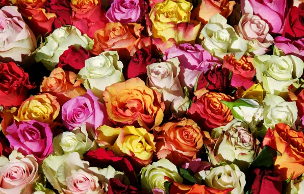Картинка цветы, розы, букет, розовые, белые, оранжевые, бутоны, разноцветные, много, букеты