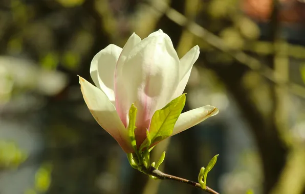 White, magnolia, blooming