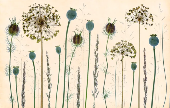 Grass, poppies, seeds, allium